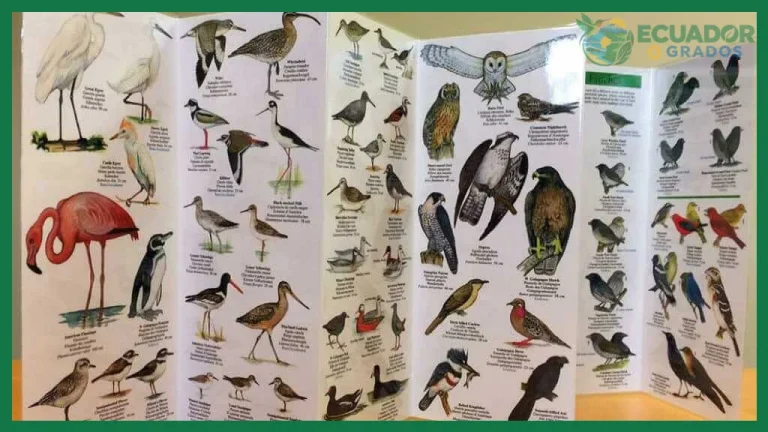 Cuántas especies de aves tiene Ecuador