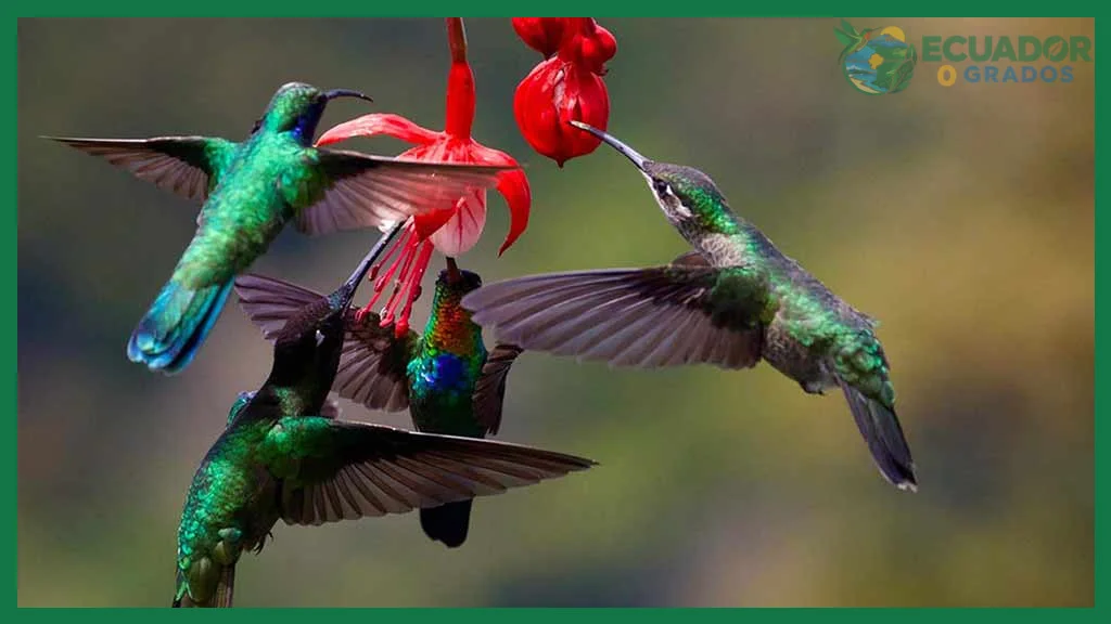 Cuántas especies de colibríes hay en Ecuador