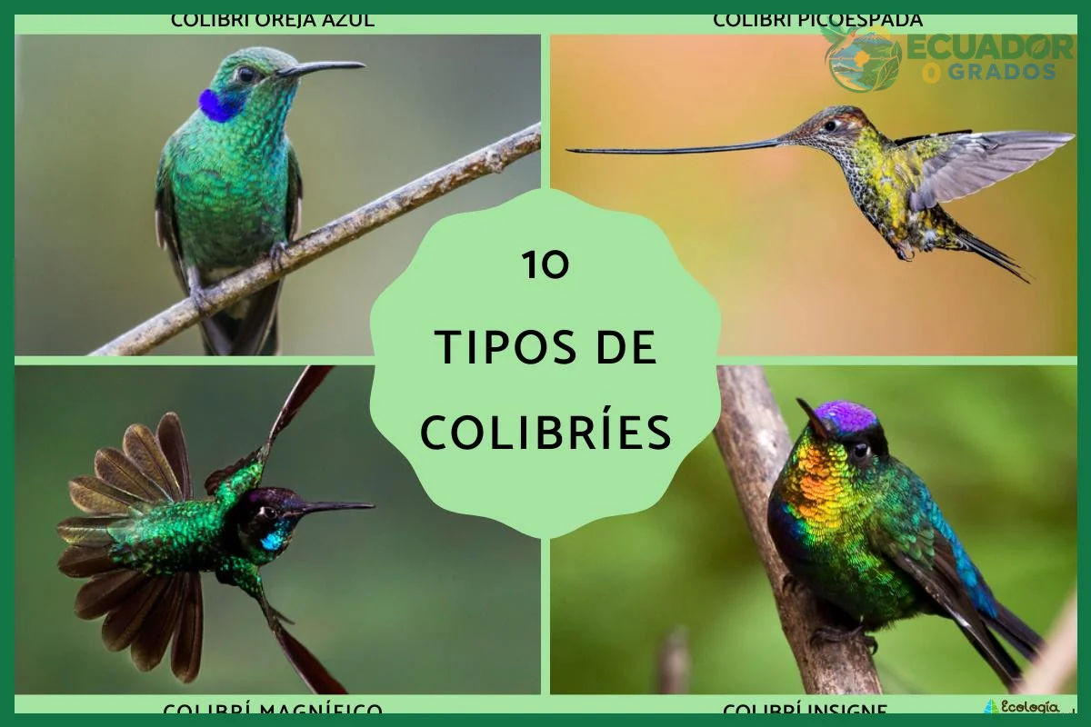 Cuántas especies de colibríes hay en Ecuador