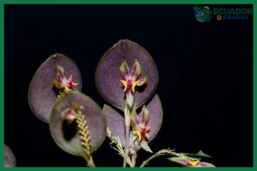 Cuántas especies de orquídeas existen en Ecuador