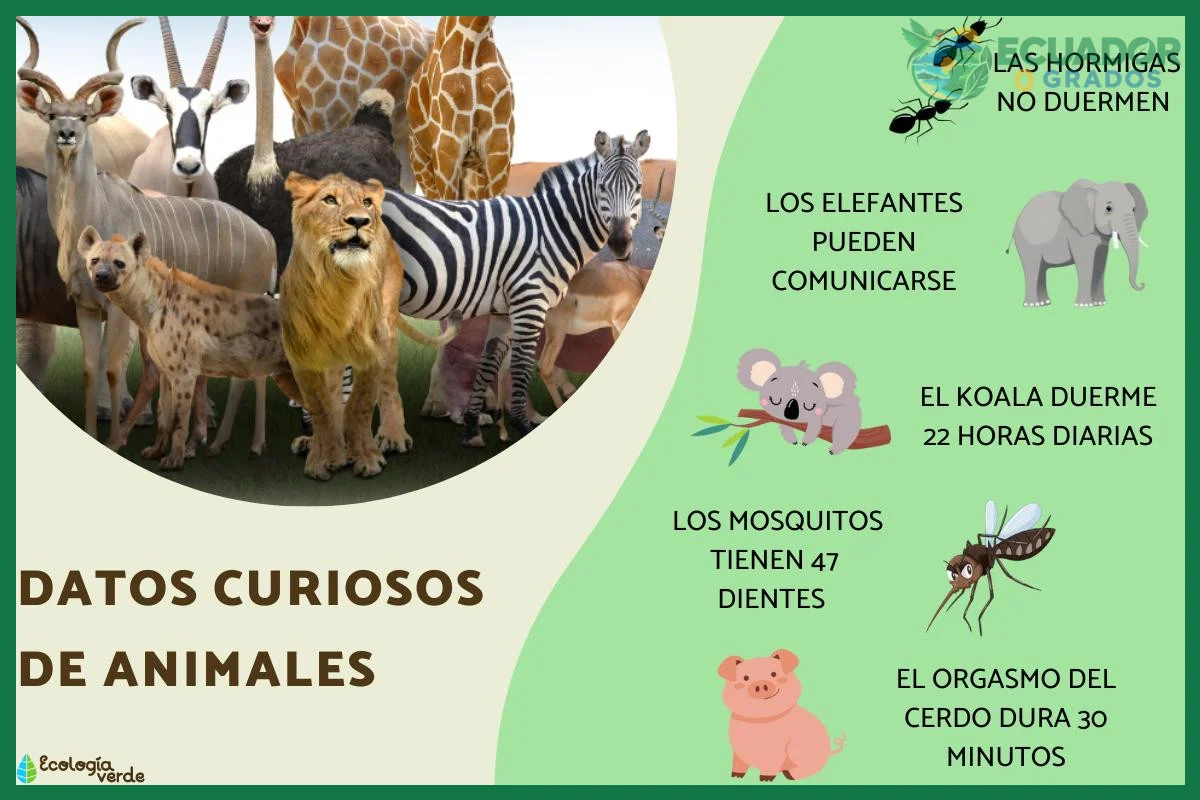 Datos curiosos de los animales únicos del Ecuador