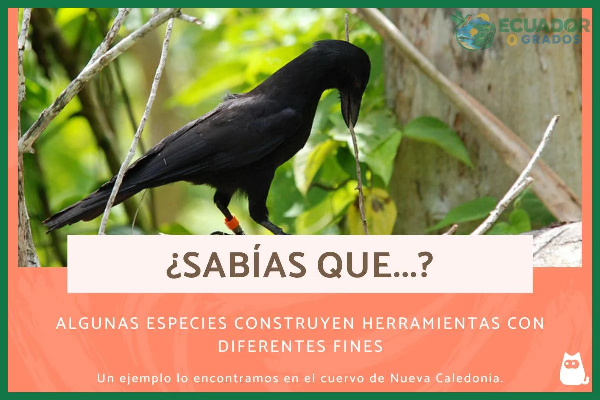 Datos curiosos del pájaro más pequeño del mundo