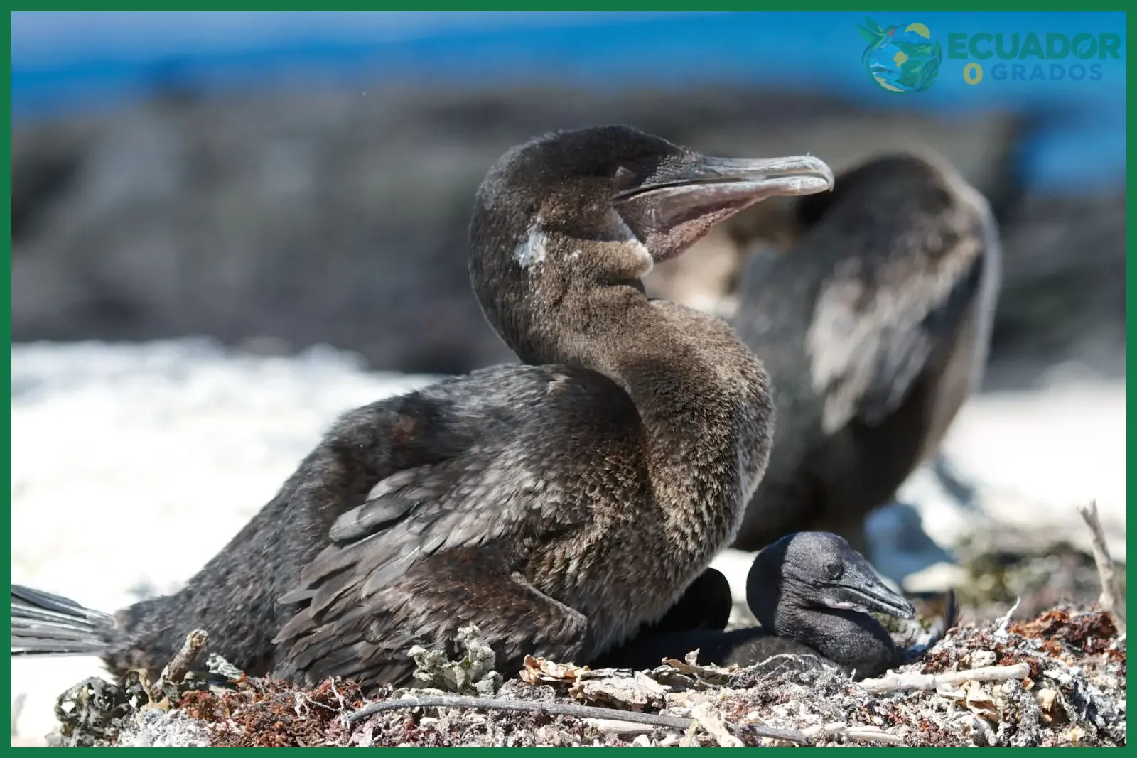 De qué se alimenta y cómo se reproduce el cormorán no volador de Galápagos