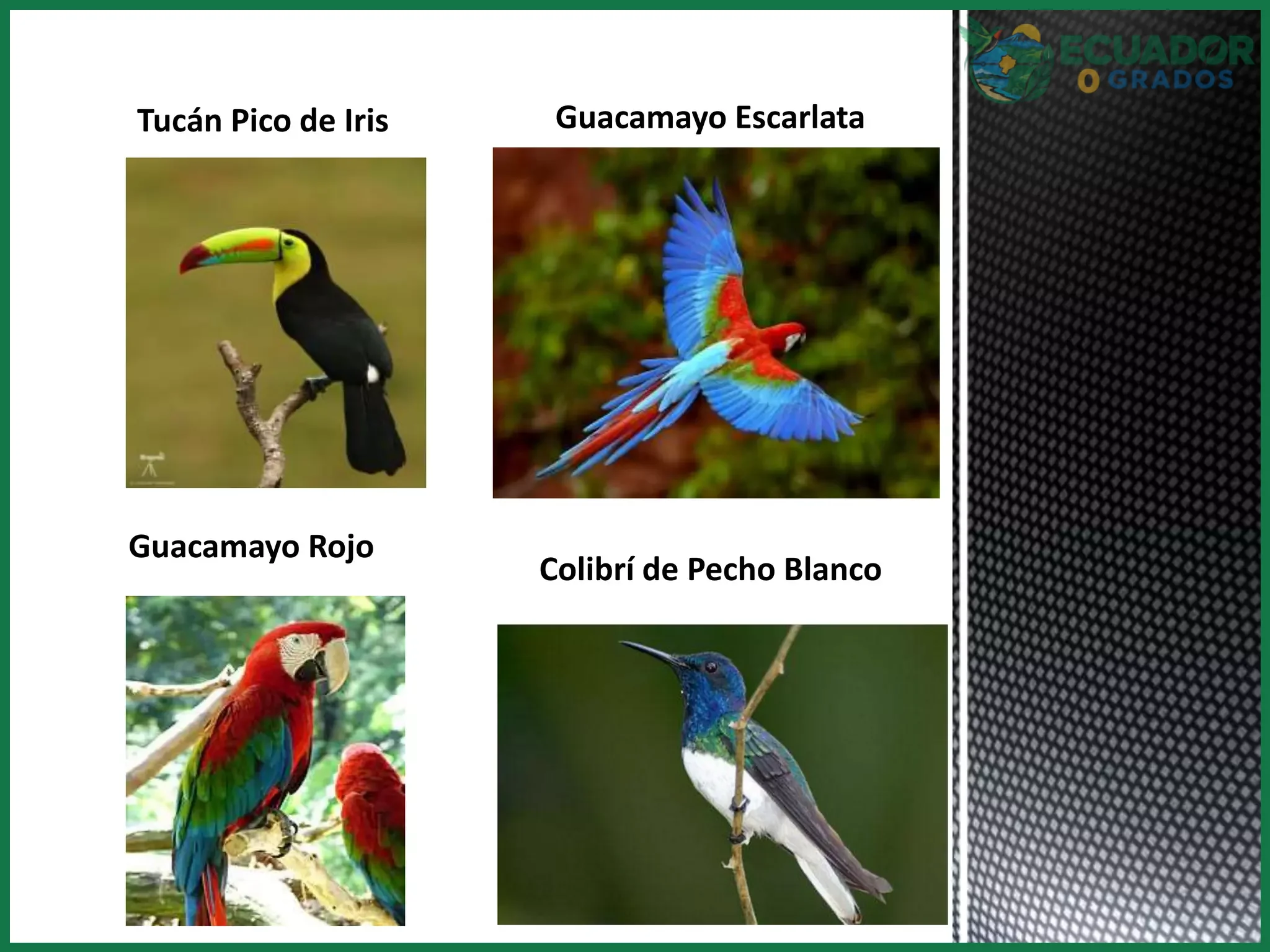 Diferencia entre aves endémicas y nativas del Ecuador