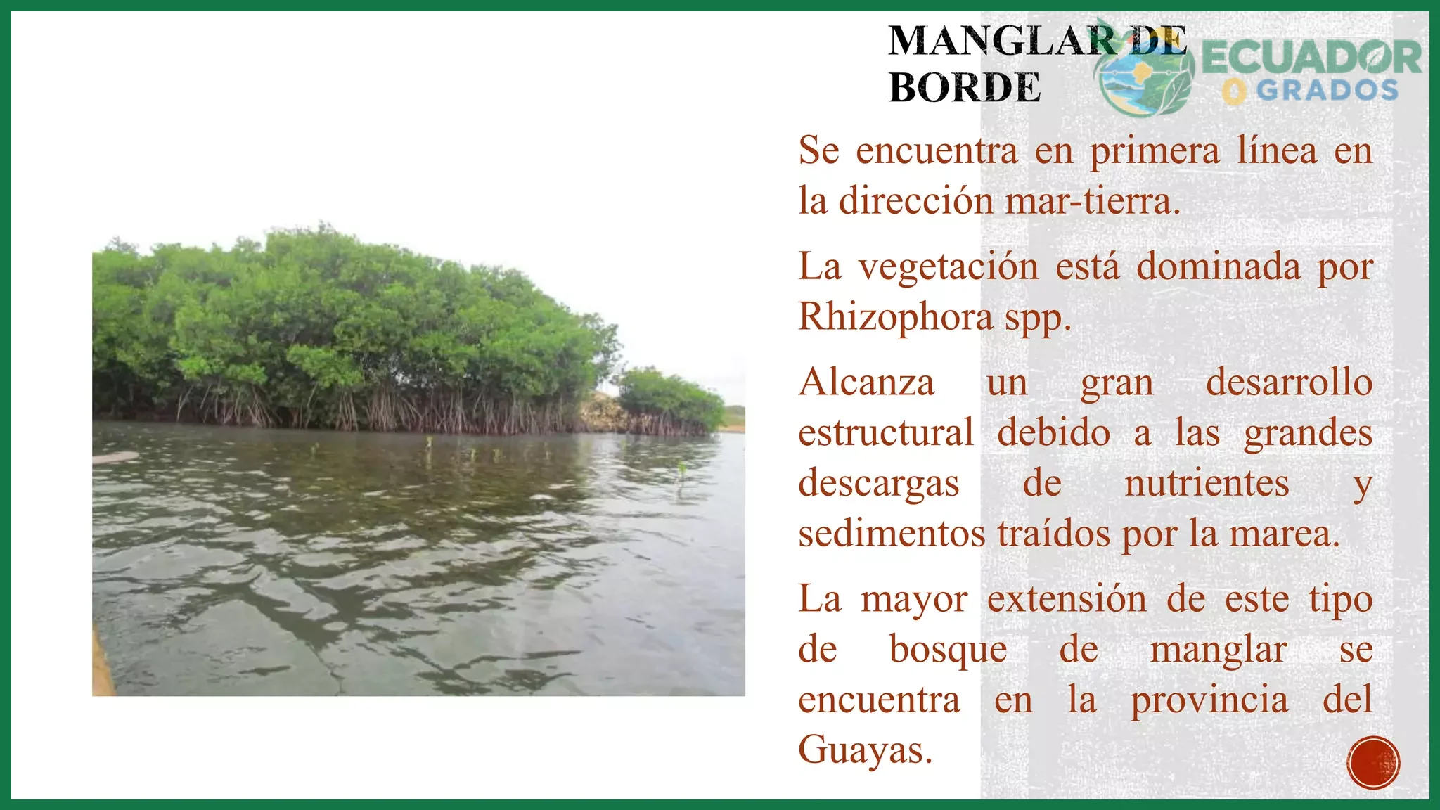 Distribución de los manglares de Ecuador en Esmeraldas, Manabí, Guayas y El Oro