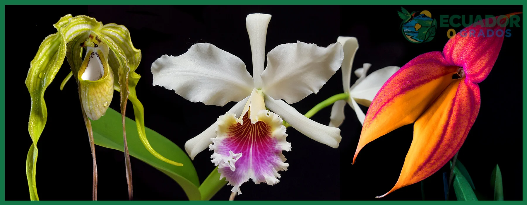 Distribución y hábitat del Epidendrum spicatum en las islas Galápagos