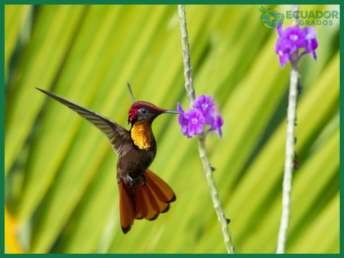 Dónde avistar las especies de colibríes en Ecuador