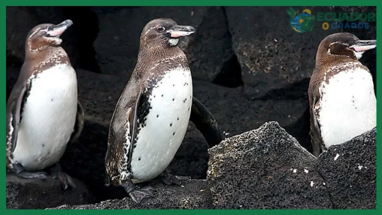 Dónde observar pingüinos de Galápagos