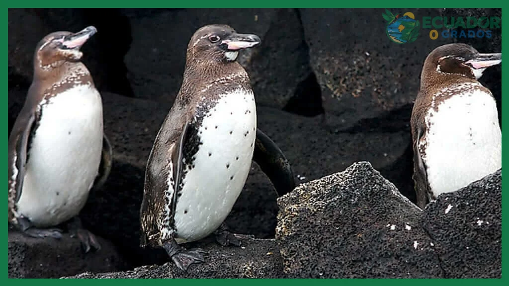 Dónde observar pingüinos de Galápagos
