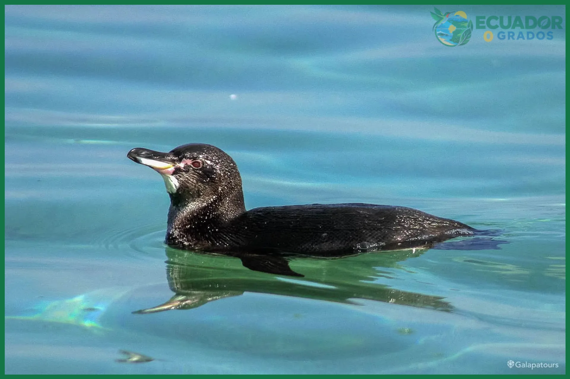 Dónde observar pingüinos de Galápagos