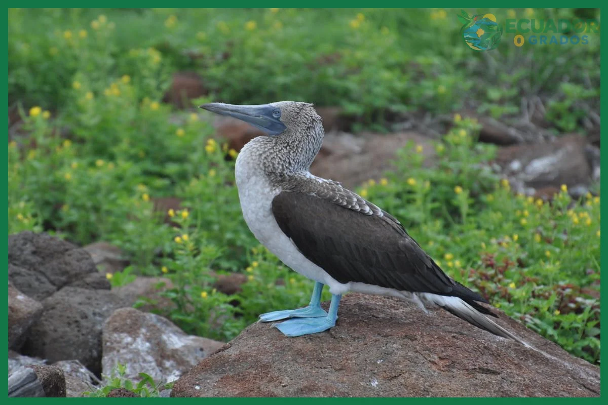Dónde observar piqueros de patas azules en la Isla de la Plata
