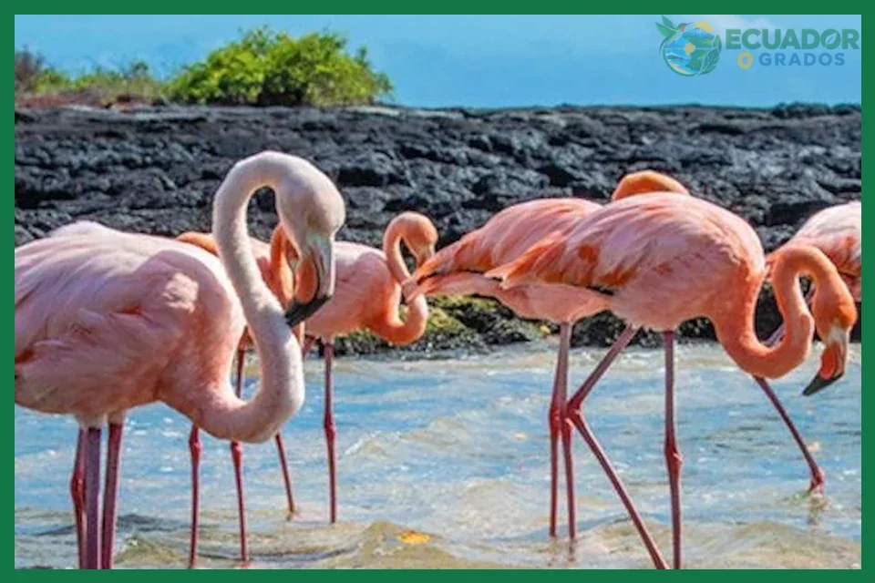 Dónde ver flamencos en Galápagos