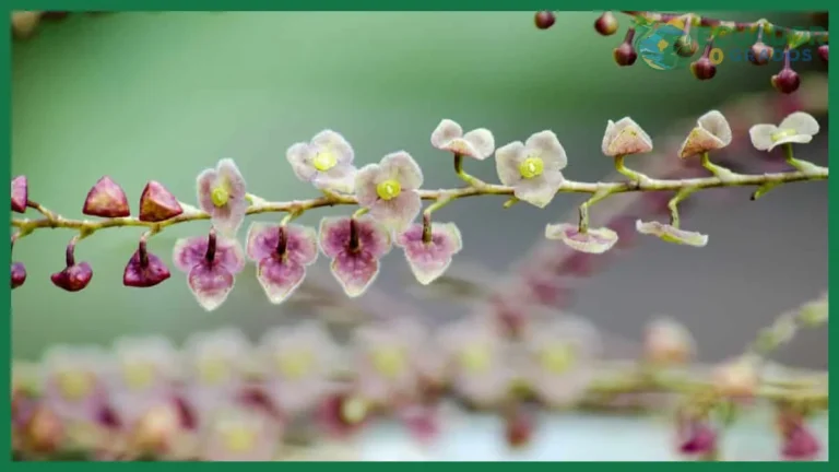 Dónde ver orquídeas silvestres en Ecuador