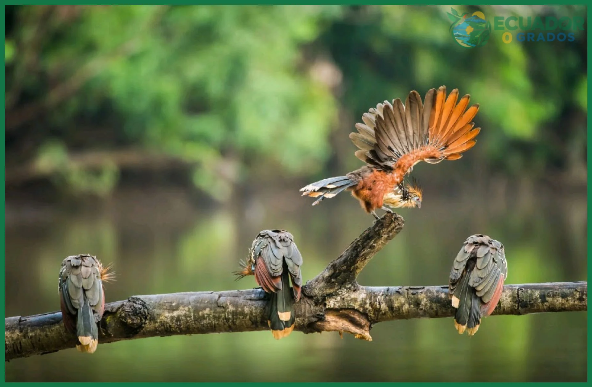 Ejemplos reales en la Reserva de Producción de Fauna Cuyabeno