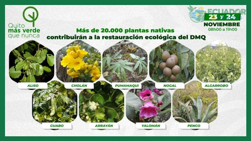 El balsa y su rol en ecosistemas tropicales