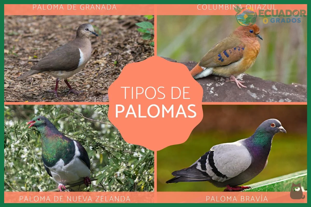 el CERO y cómo valida los registros de aves en Ecuador