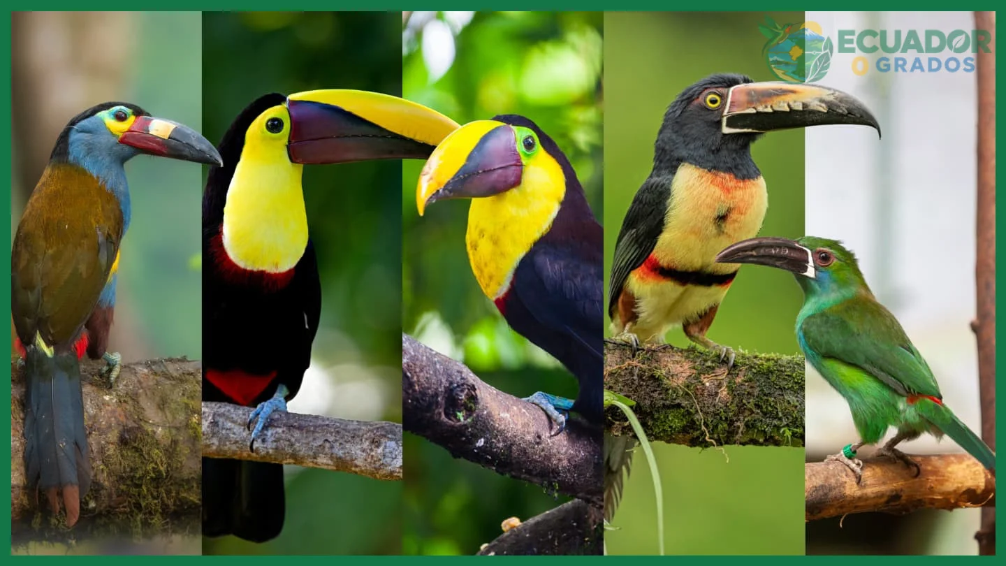 El Choco Tucán y otras aves coloridas de Mindo como destino de observación