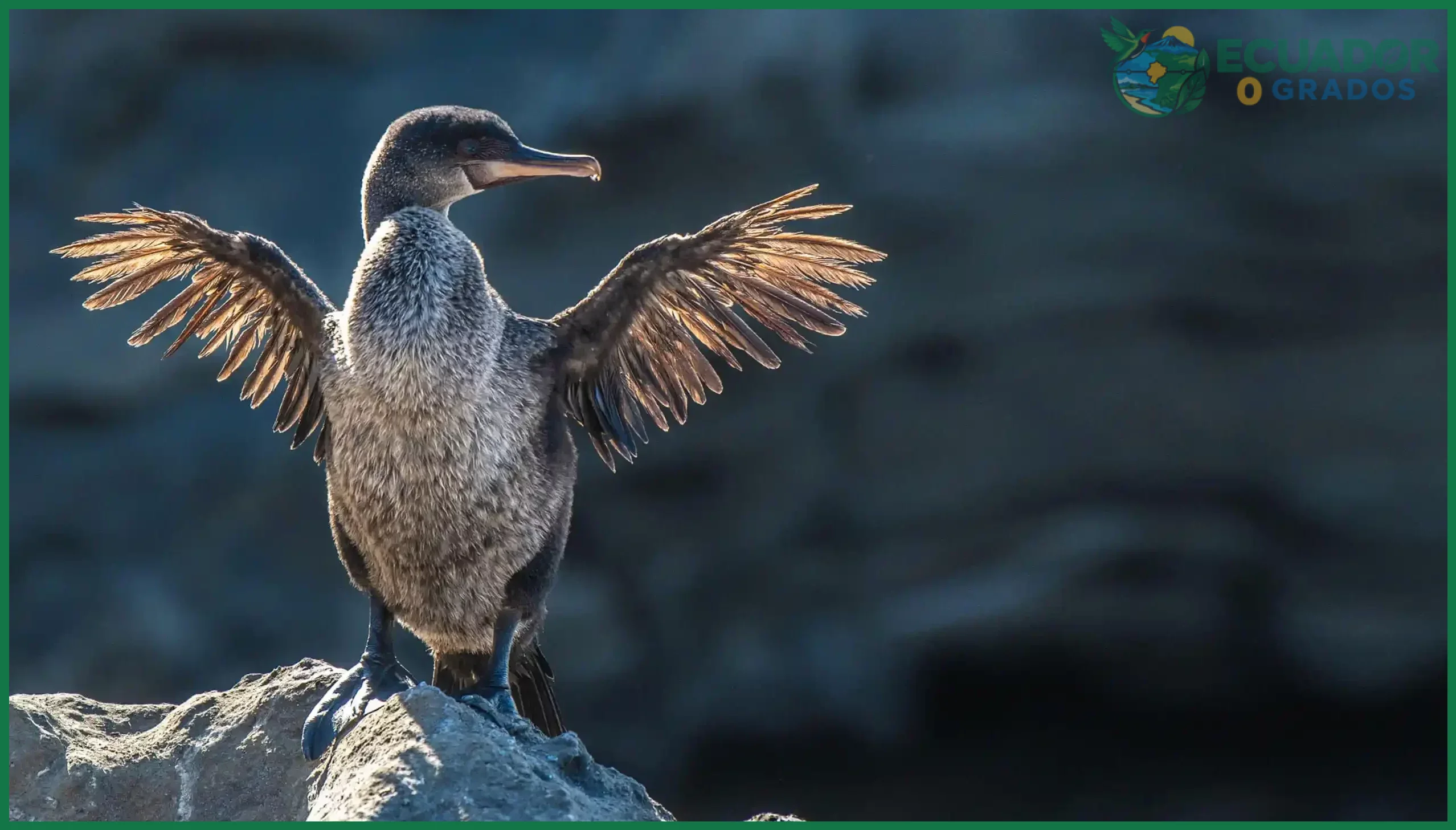El cormorán no volador de Galápagos y otras aves endémicas insulares de Ecuador