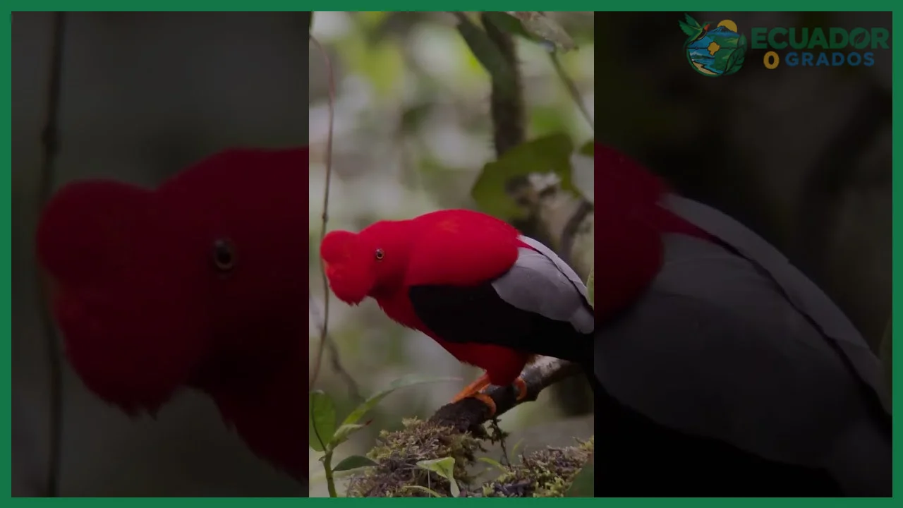 El Gallo de la Peña (Rupicola peruviana) en los bosques húmedos de Mindo