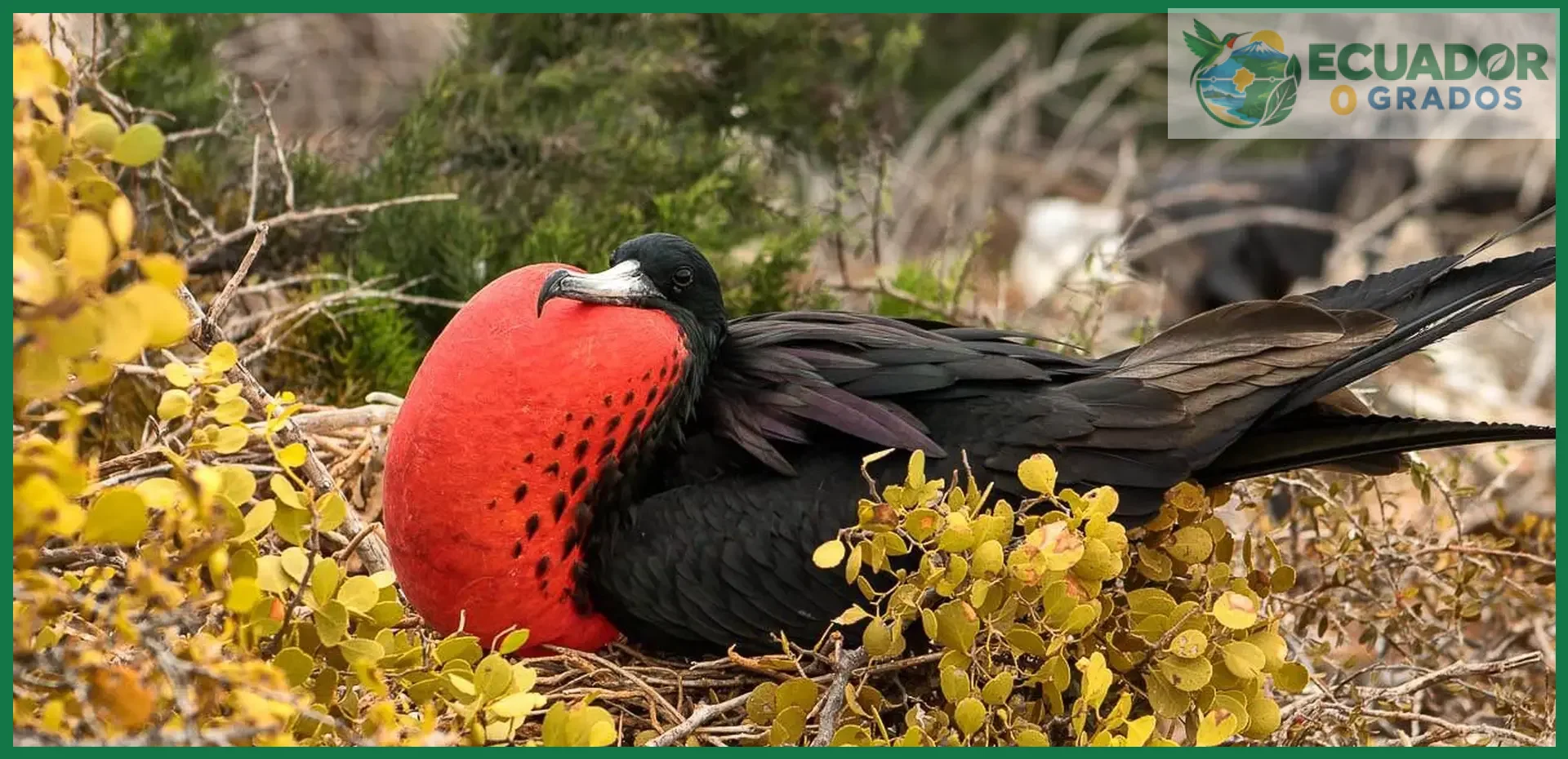 El pájaro de patas azules, la colonia de cría más grande del archipiélago