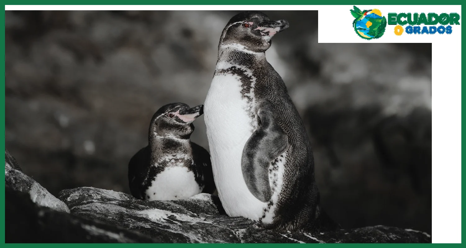 El pingüino de Galápagos: un ave no voladora que habita en aguas tropicales