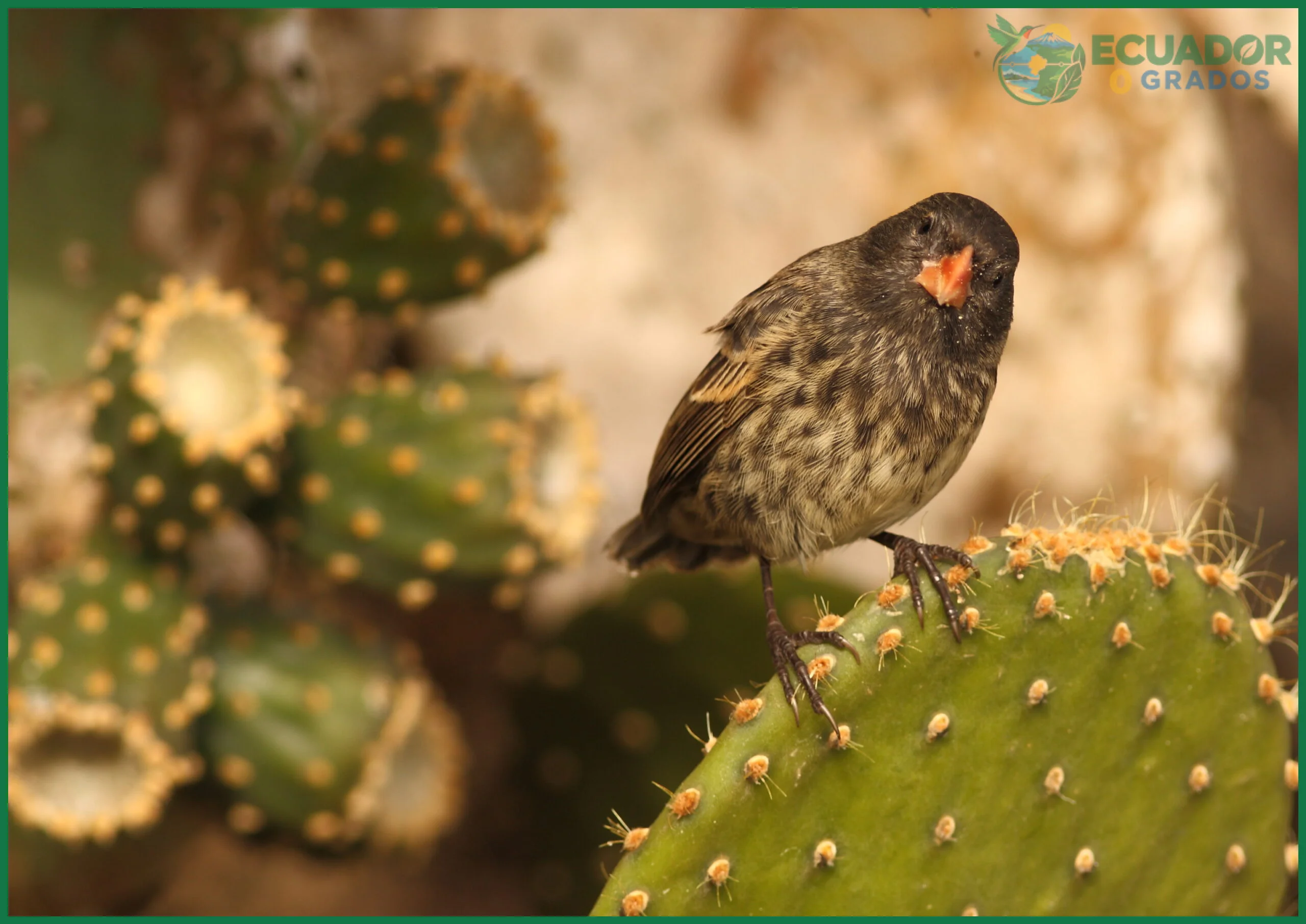El uso de espinas de cactus como herramienta para extraer insectos
