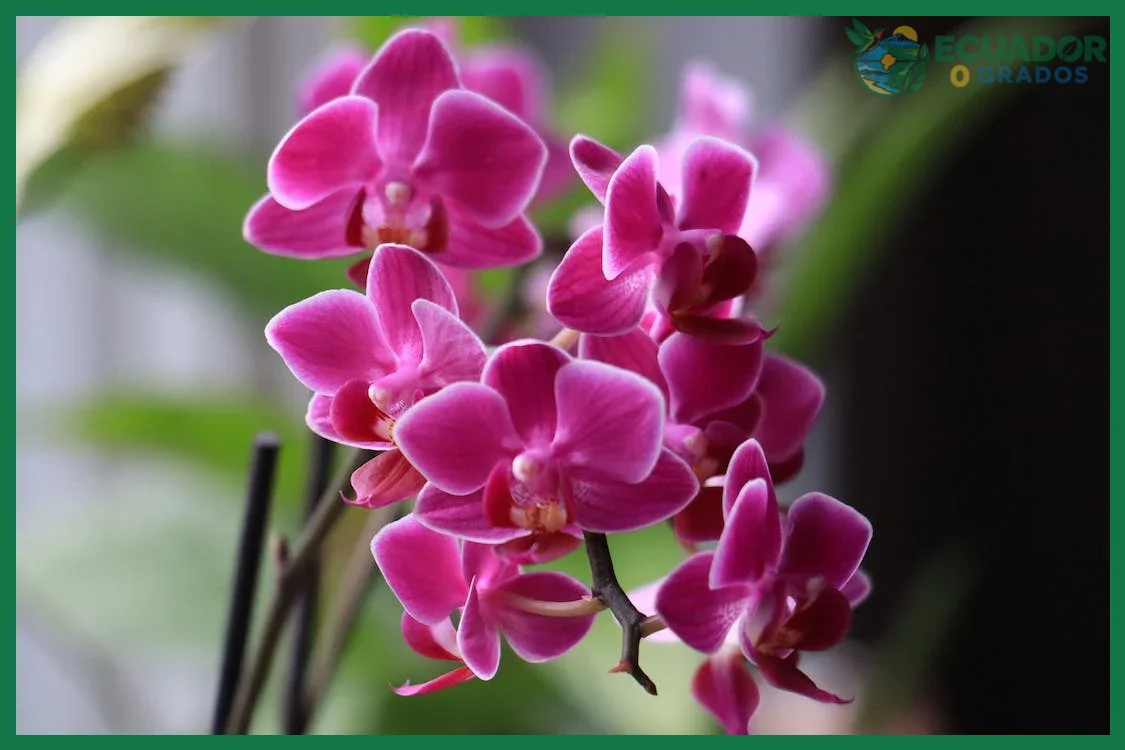 Elección del abono adecuado para orquídeas