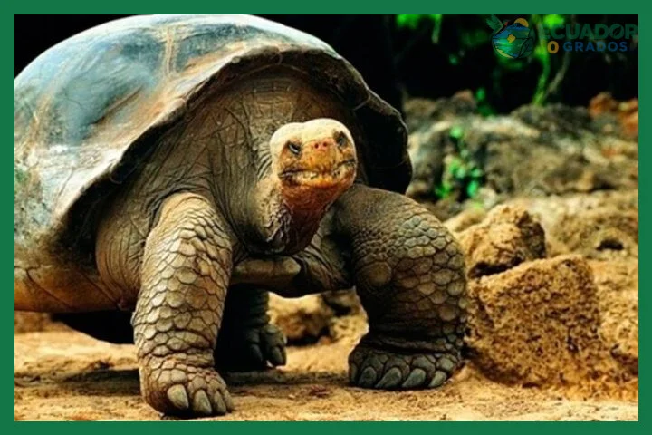 Endemicidad de las Islas Galápagos y su vínculo con Ecuador