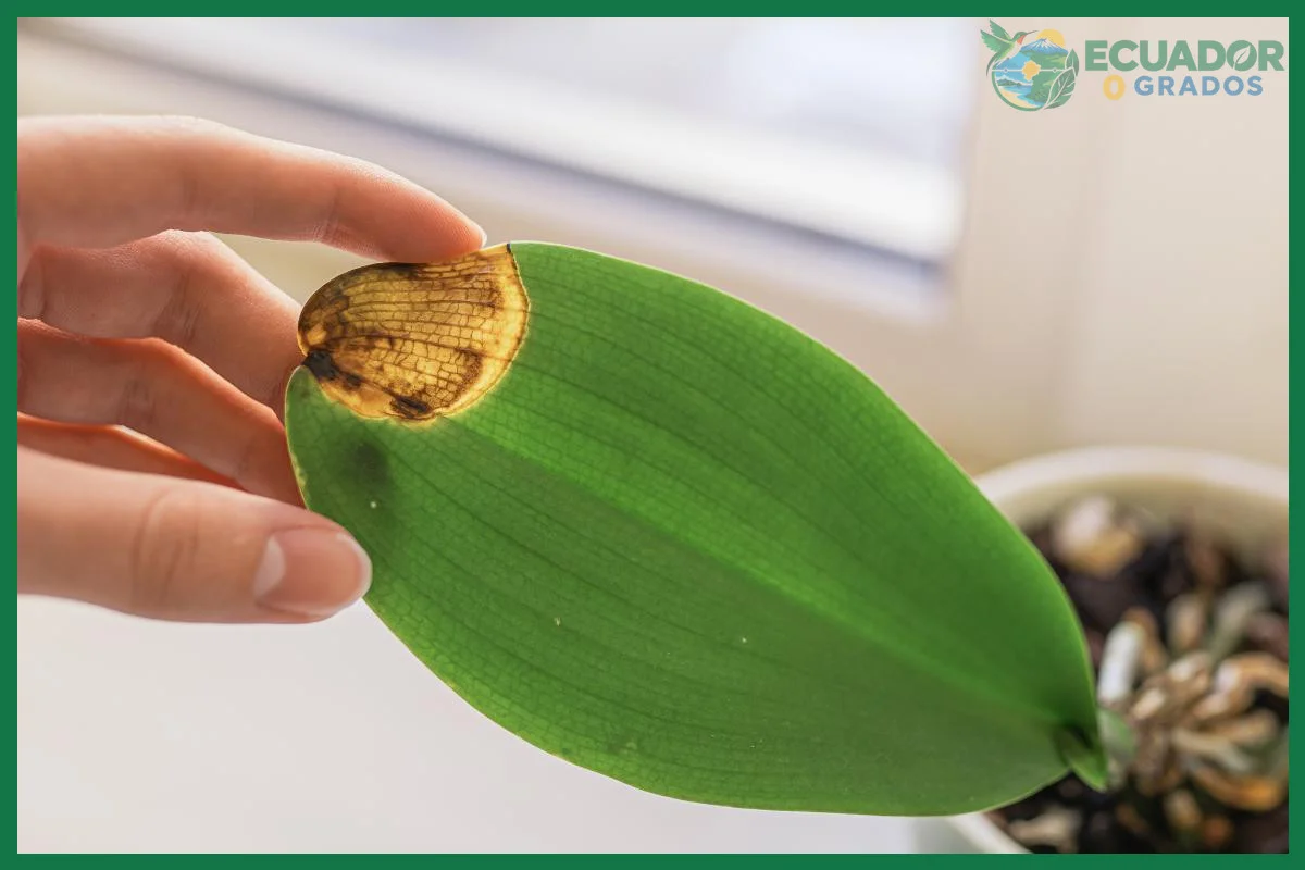 Enfermedades más comunes de las orquídeas y cómo tratarlas