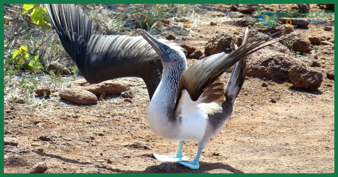 Equipo y registro de especies endémicas durante la visita a Galápagos