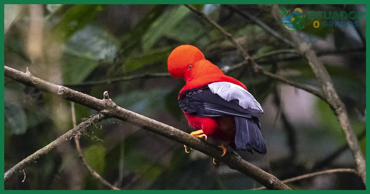 Errores al identificar aves endémicas del Ecuador en peligro de extinción