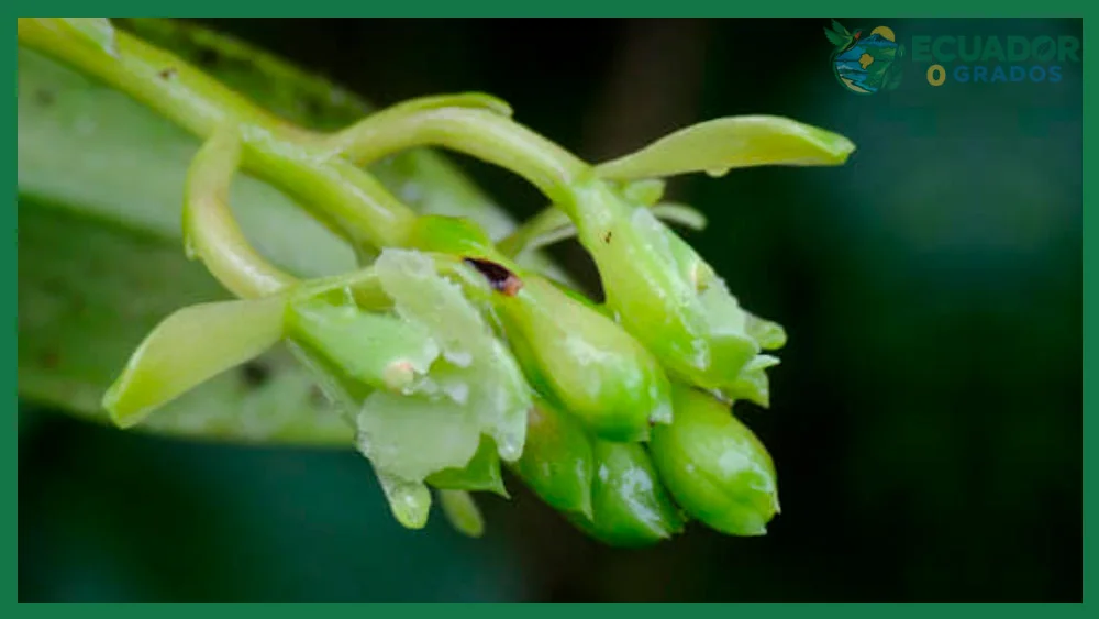 Errores comunes al buscar información sobre las orquídeas de Galápagos