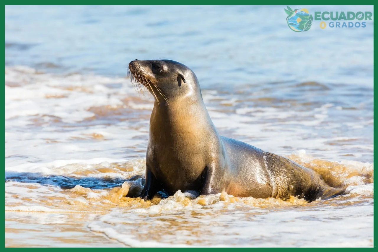 Errores comunes al buscar mamíferos marinos en Galápagos