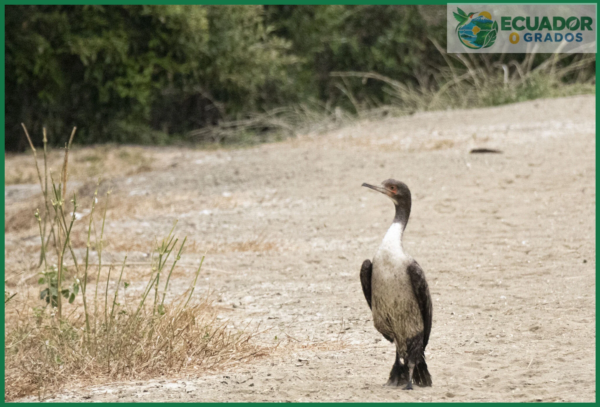Errores comunes al contar aves endémicas del Ecuador y cómo evitarlos