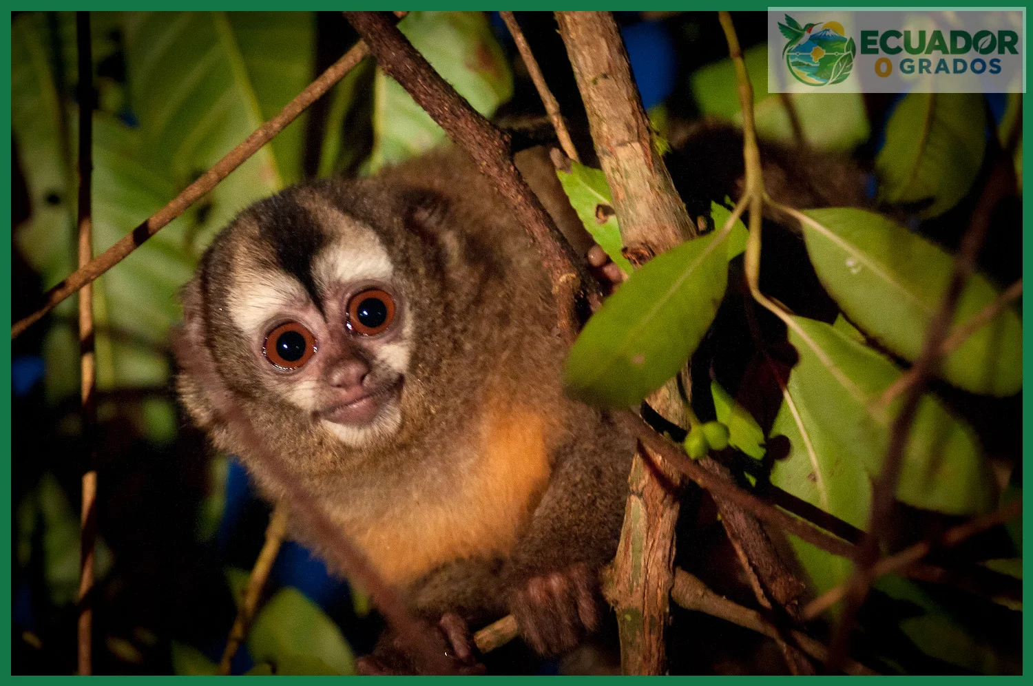 Errores comunes al hablar de animales endémicos del Ecuador
