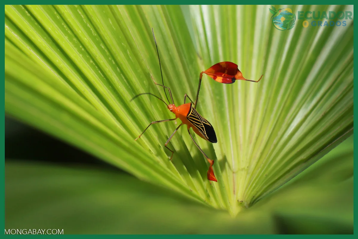 Errores comunes al usar una guía de insectos y mariposas del Ecuador