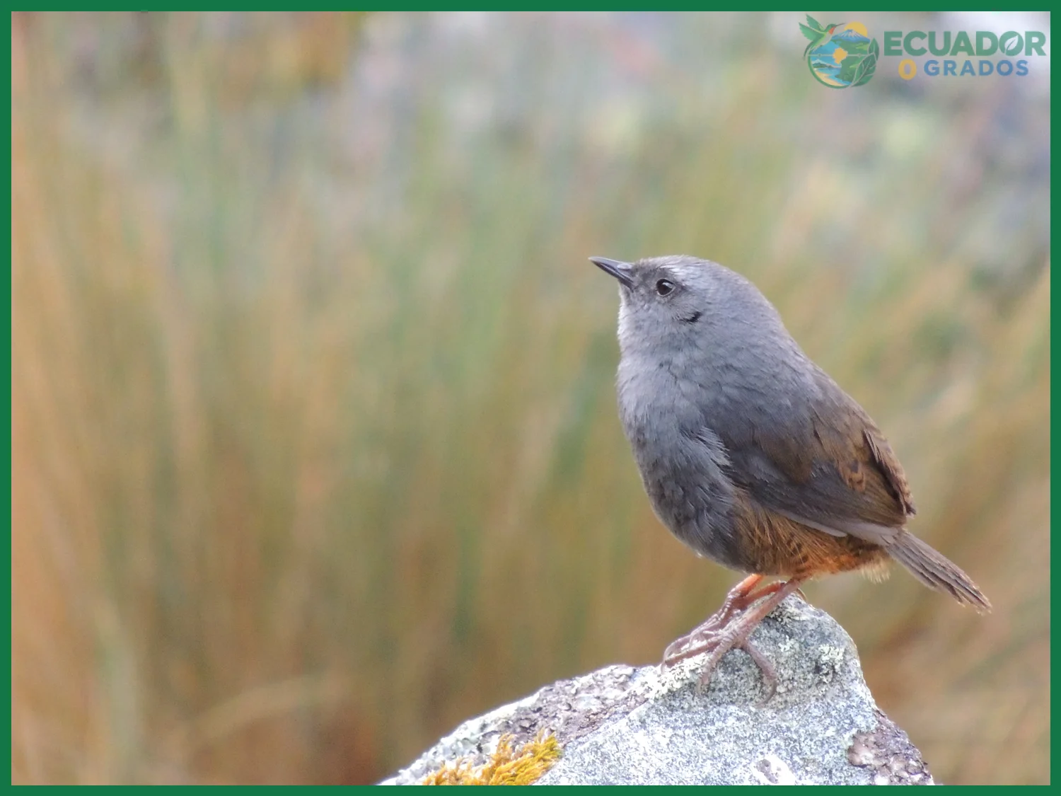 Errores frecuentes al identificar aves endémicas de la sierra del Ecuador