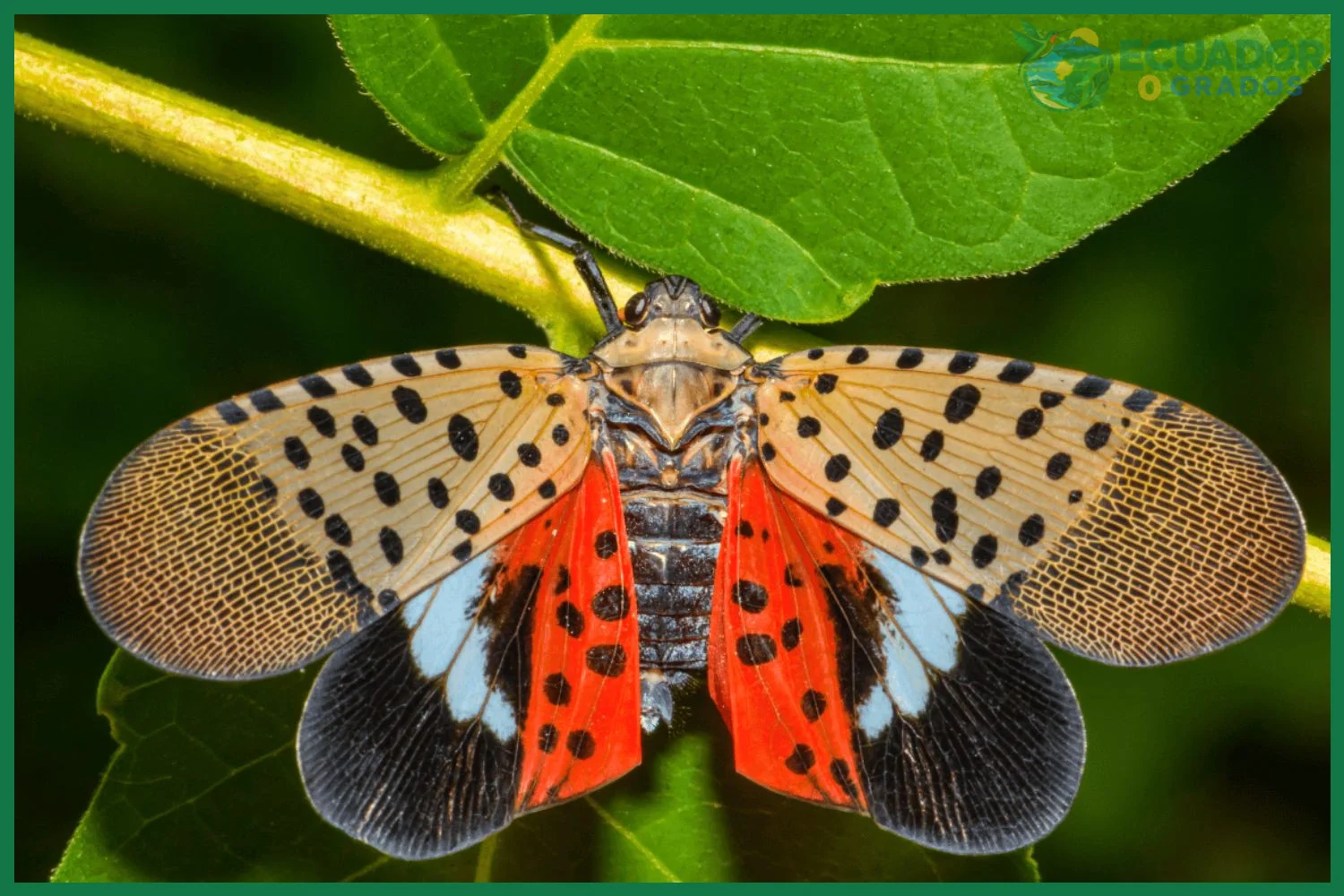 Errores frecuentes al identificar insectos amazónicos del Ecuador