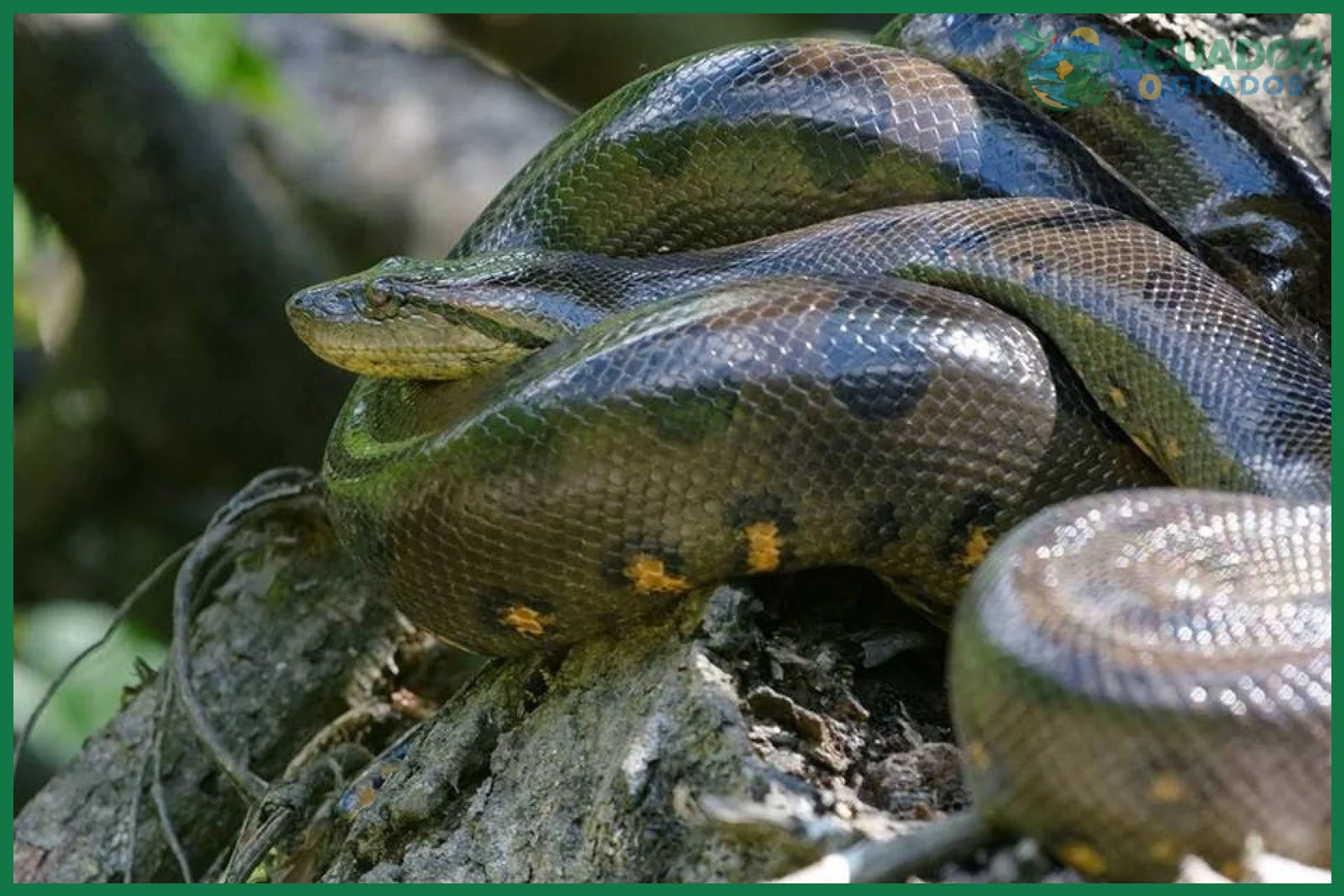 Errores frecuentes al observar fauna en la Amazonía ecuatoriana