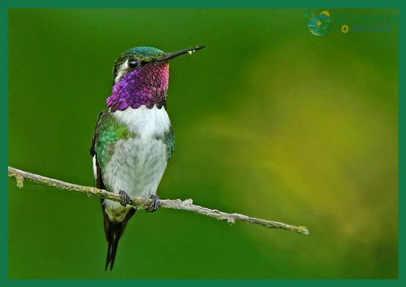 Esmeraldas Woodstar: el colibrí endémico amenazado del noroccidente ecuatoriano