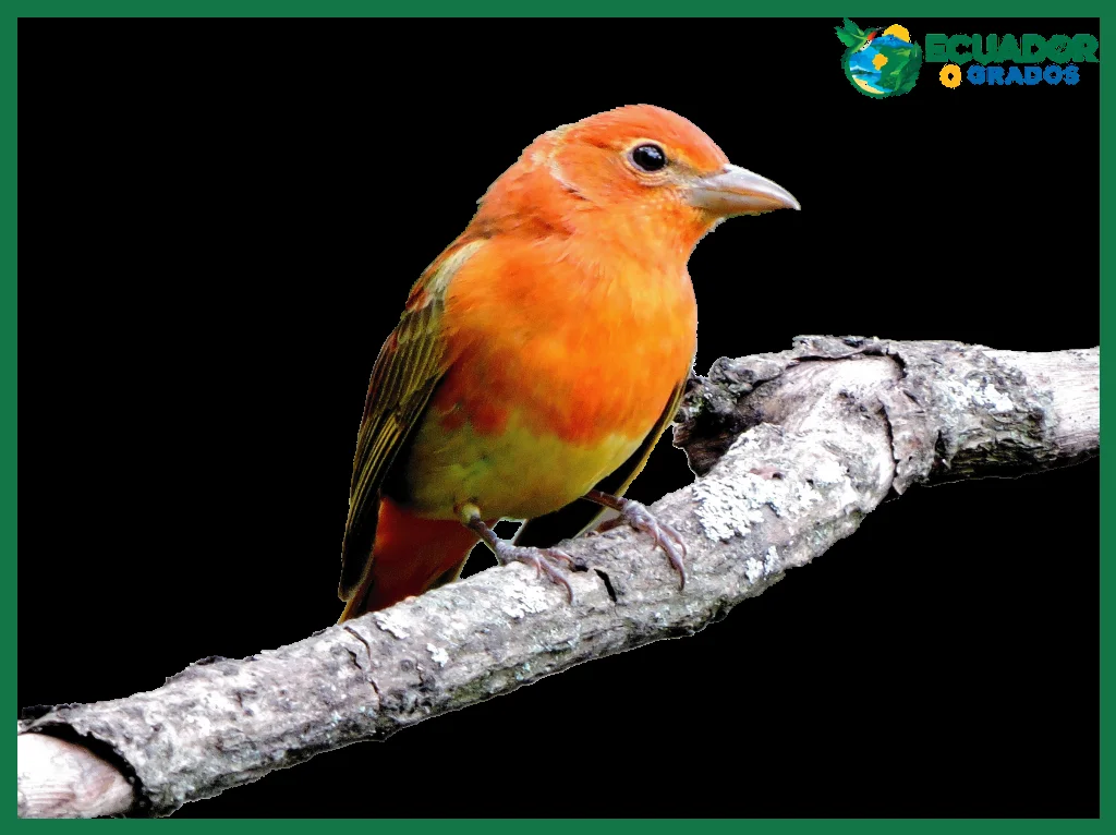 Especies boreales que migran a Ecuador entre octubre y abril
