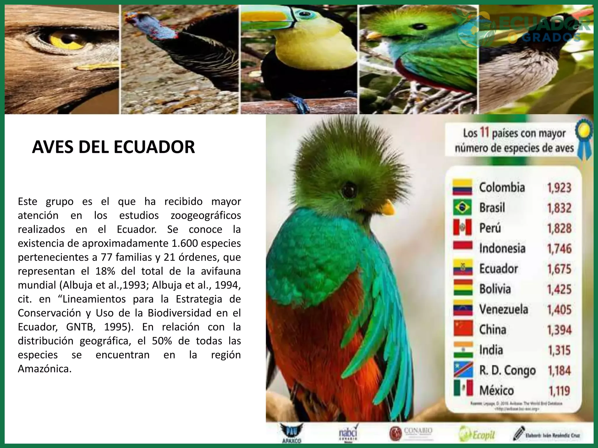Especies endémicas de aves en la Sierra ecuatoriana