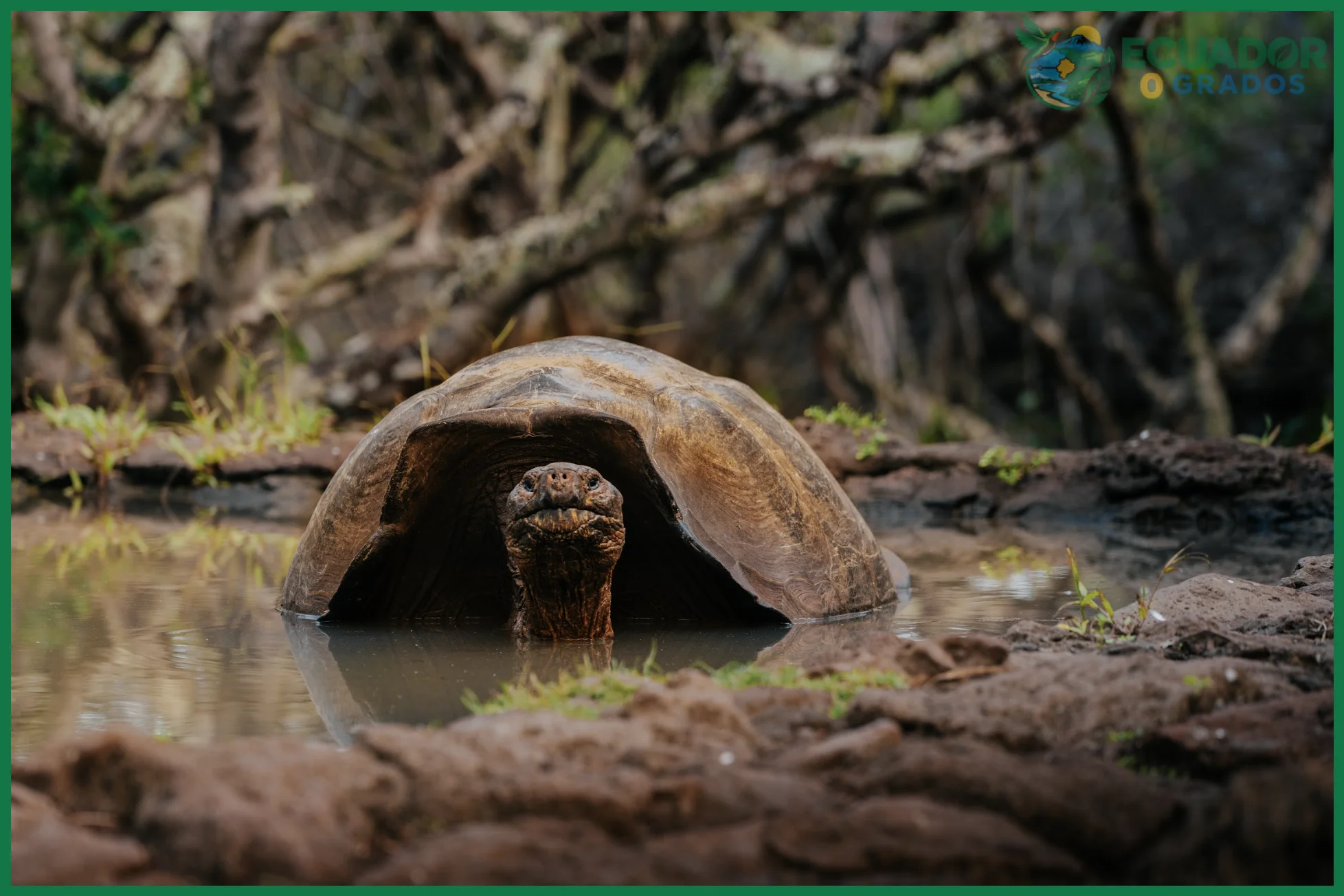 Especies endémicas de Ecuador en Galápagos, Costa, Sierra y Amazonía