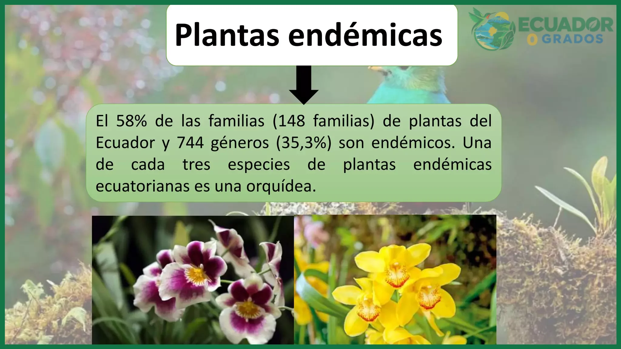 Especies endémicas de plantas, anfibios y peces en Ecuador