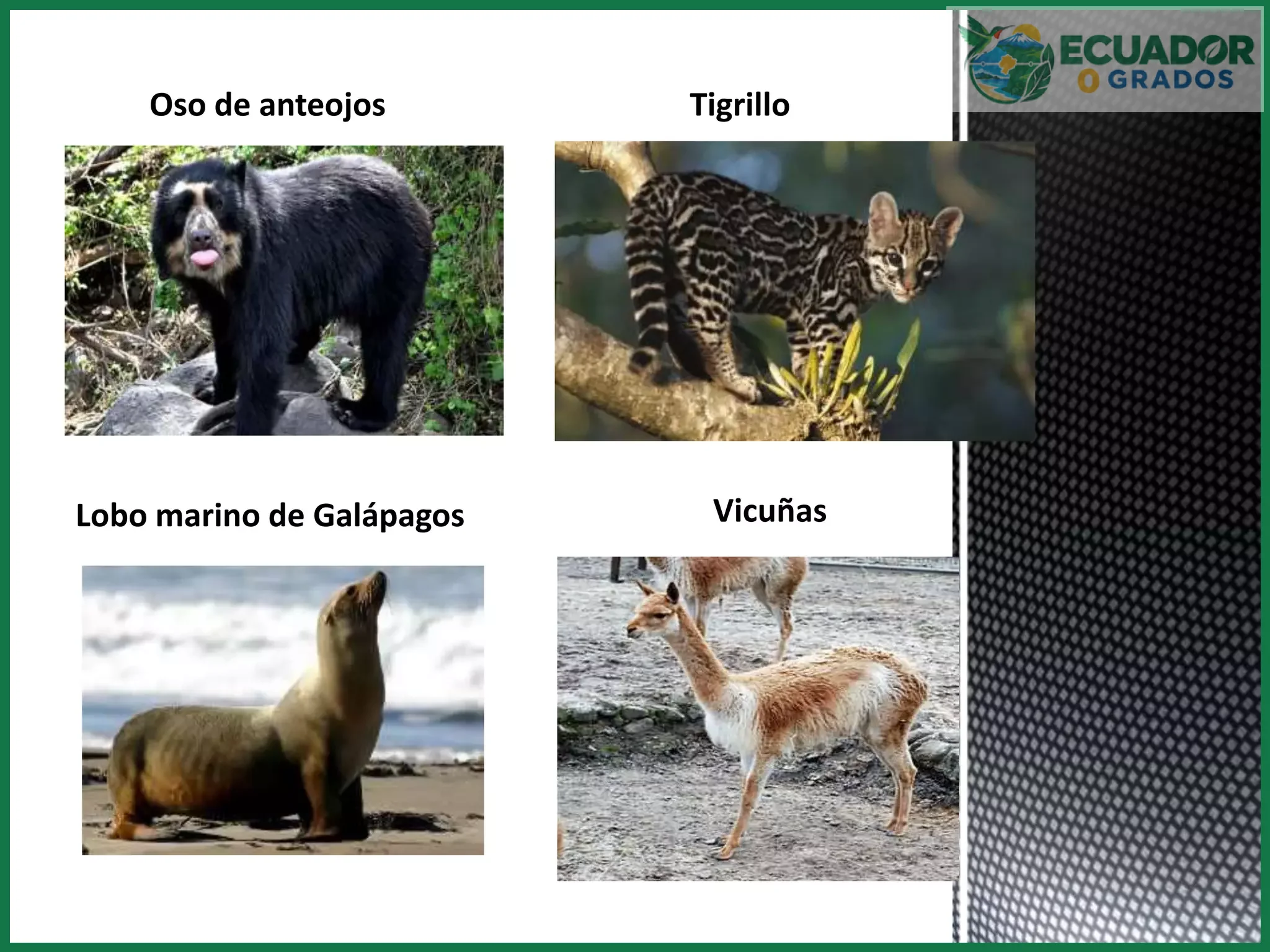 ¿Especies endémicas ecuador?