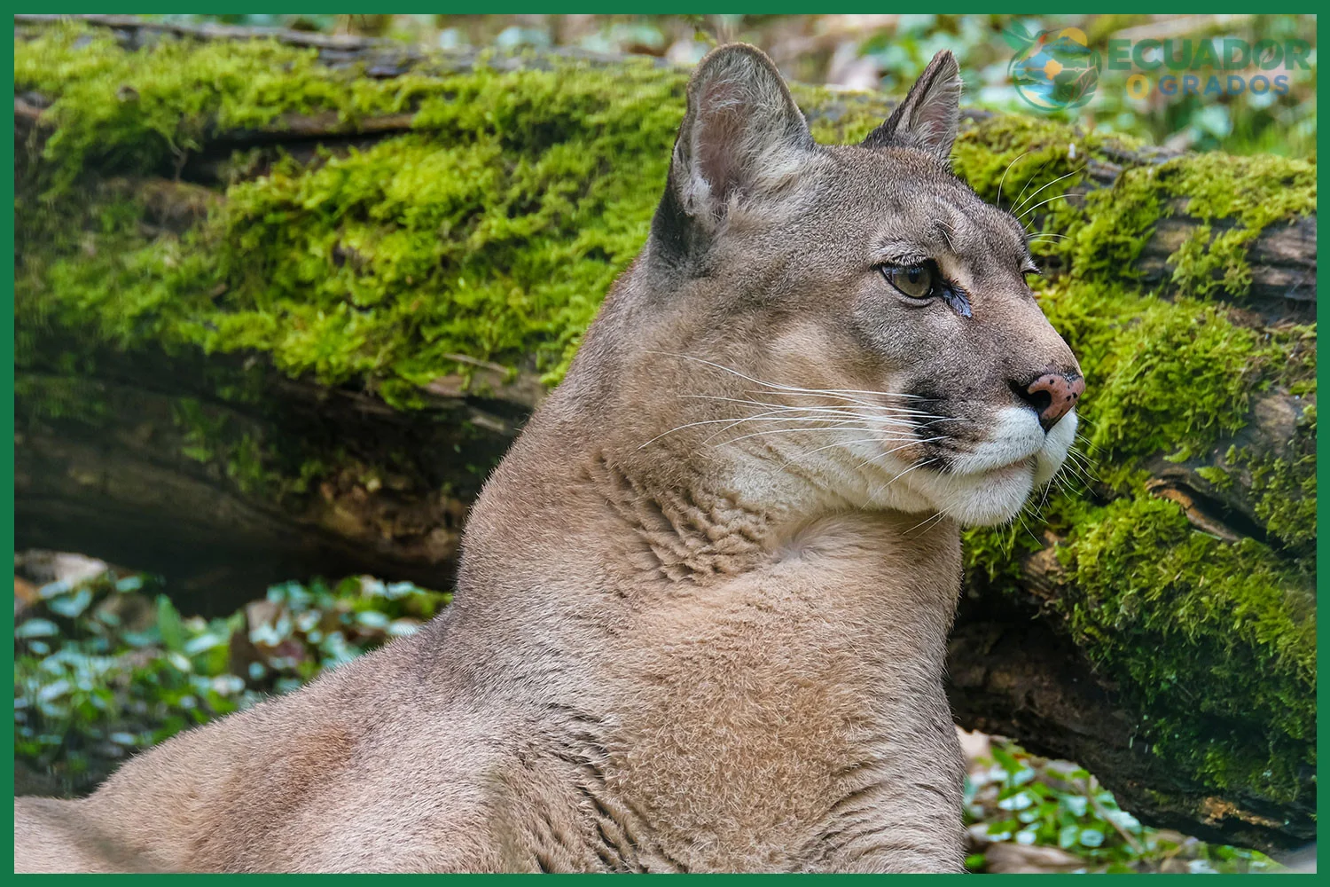 Evitar llevarte plantas, animales o semillas de sus lugares de origen en Ecuador