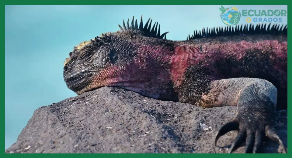 ¿Explorando la abundancia de reptiles en Galápagos?