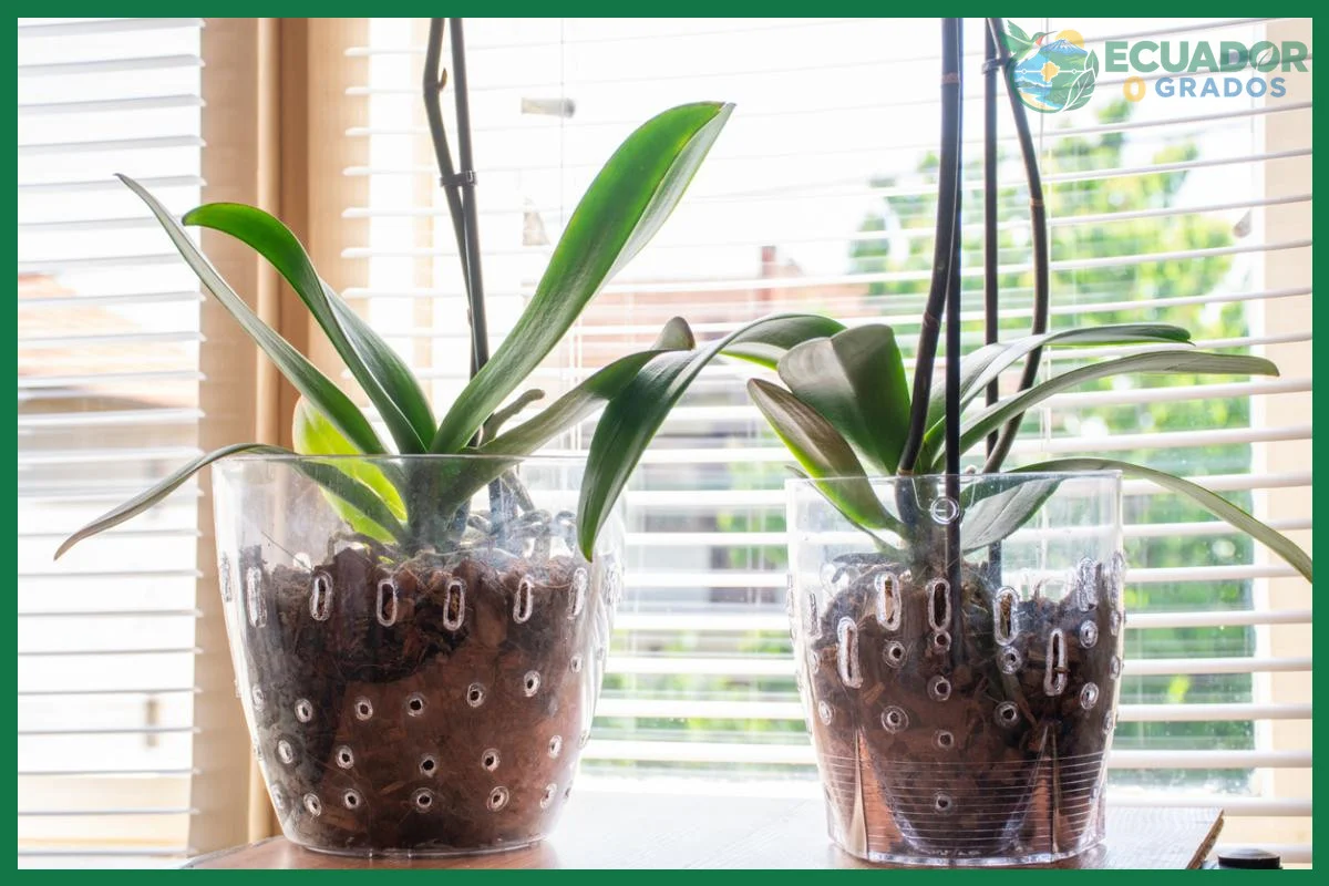 Falta de luz natural suficiente para la floración de la orquídea