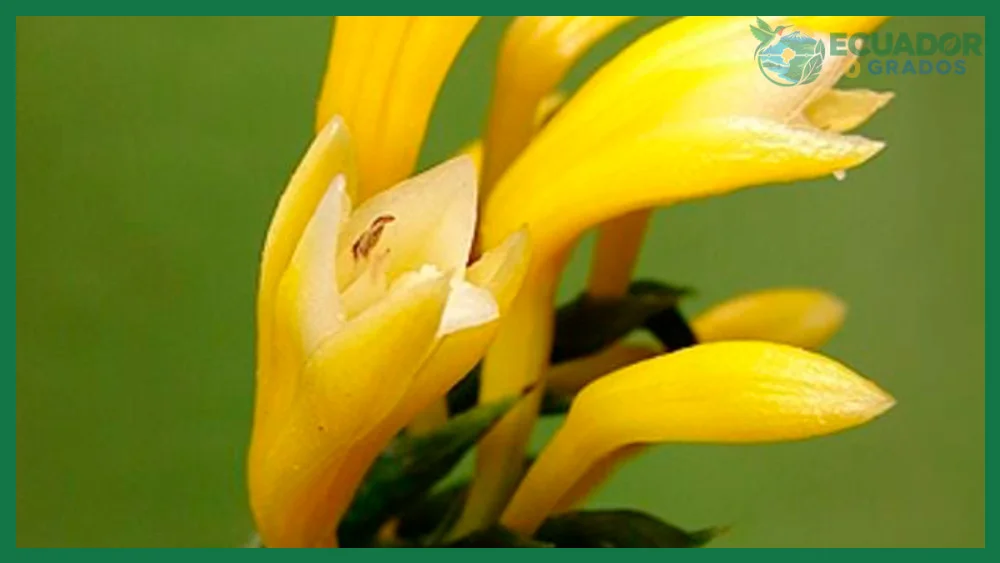 Floración del Epidendrum spicatum desde el otoño hasta la primavera