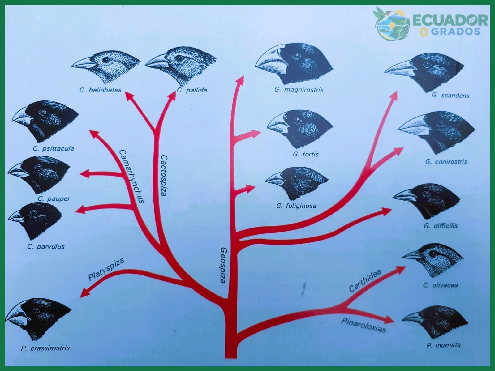 Formación de las 13 especies distintas de pinzones en Galápagos